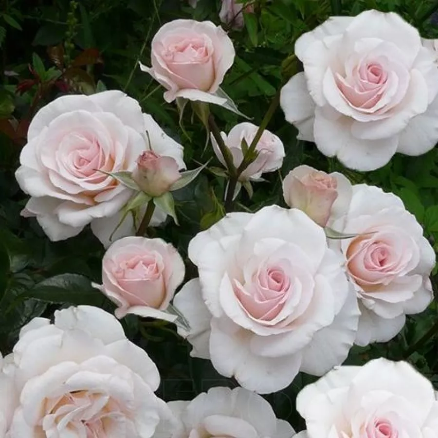 120-150 cm - Rosa - Pearl Abundance® - rosal de pie alto