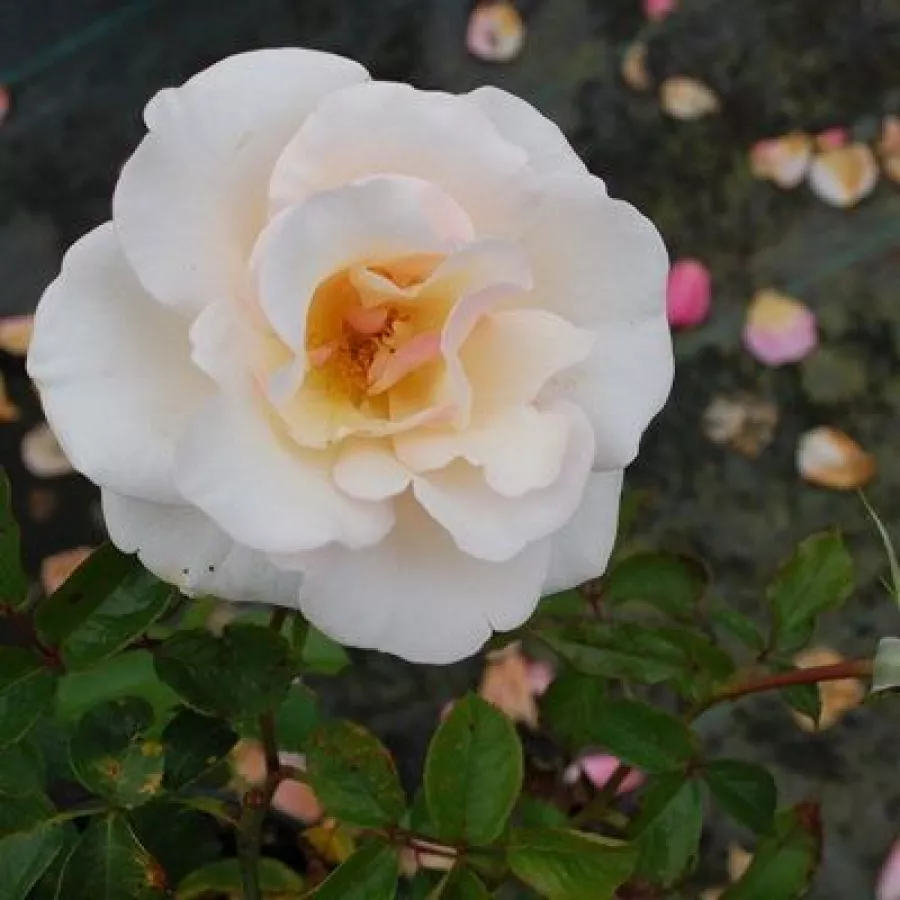 Virágágyi floribunda rózsa - Rózsa - Pearl Abundance® - kertészeti webáruház