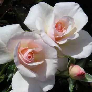 Rosa Pearl Abundance® - różowy - róża rabatowa floribunda