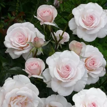 Gaiši rozā  - dārza floribundroze - roze ar diskrētu smaržu - ar centifolijas aromātu