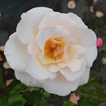 Rosen Online Gärtnerei - beetrose floribundarose - rose mit diskretem duft - zentifolienaroma - Pearl Abundance® - rosa - (60-90 cm)
