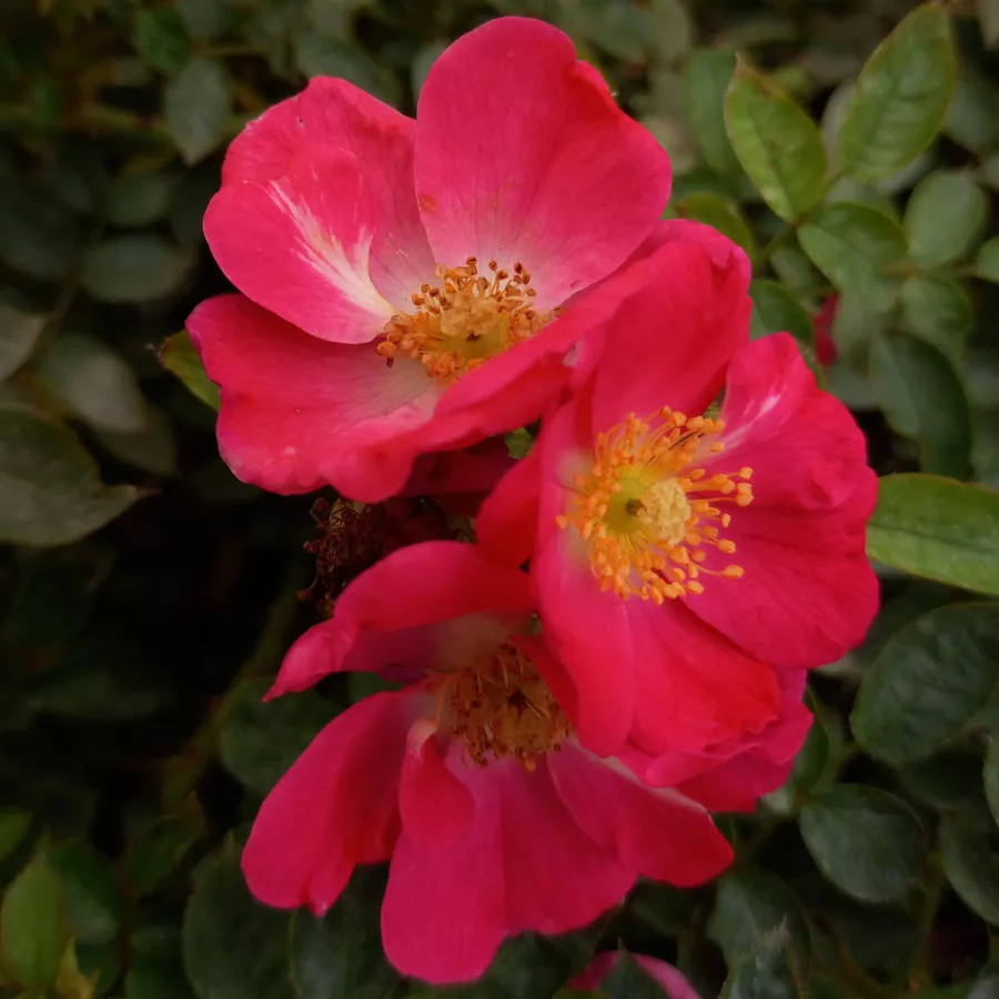 Rosales miniaturas - Rosa - Bay™ - Comprar rosales online