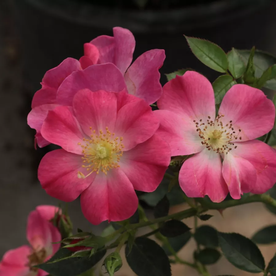Rosa - Rosa - Bay™ - Produzione e vendita on line di rose da giardino