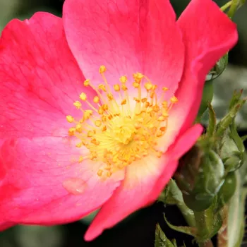 Online rózsa vásárlás - törpe - mini rózsa - rózsaszín - nem illatos rózsa - Bay™ - (20-40 cm)
