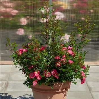 Rosa - árbol de rosas miniatura - rosal de pie alto   (120-150 cm)