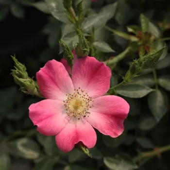 Rosa Bay™ - roz - trandafiri pomisor - Trandafir copac cu trunchi înalt – cu flori mărunți