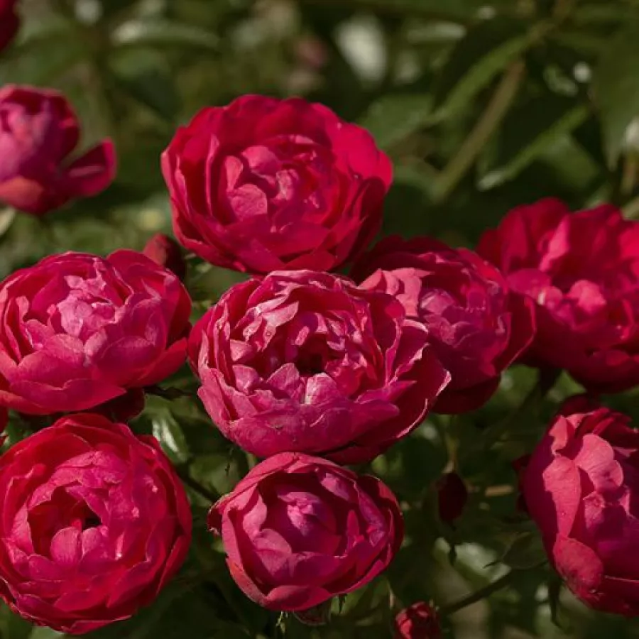 Bezmirisna ruža - Ruža - Morsdag® - sadnice ruža - proizvodnja i prodaja sadnica