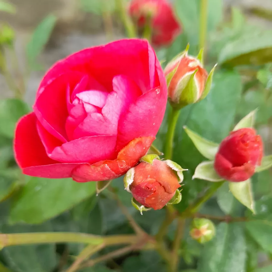Virágágyi polianta rózsa - Rózsa - Morsdag® - kertészeti webáruház