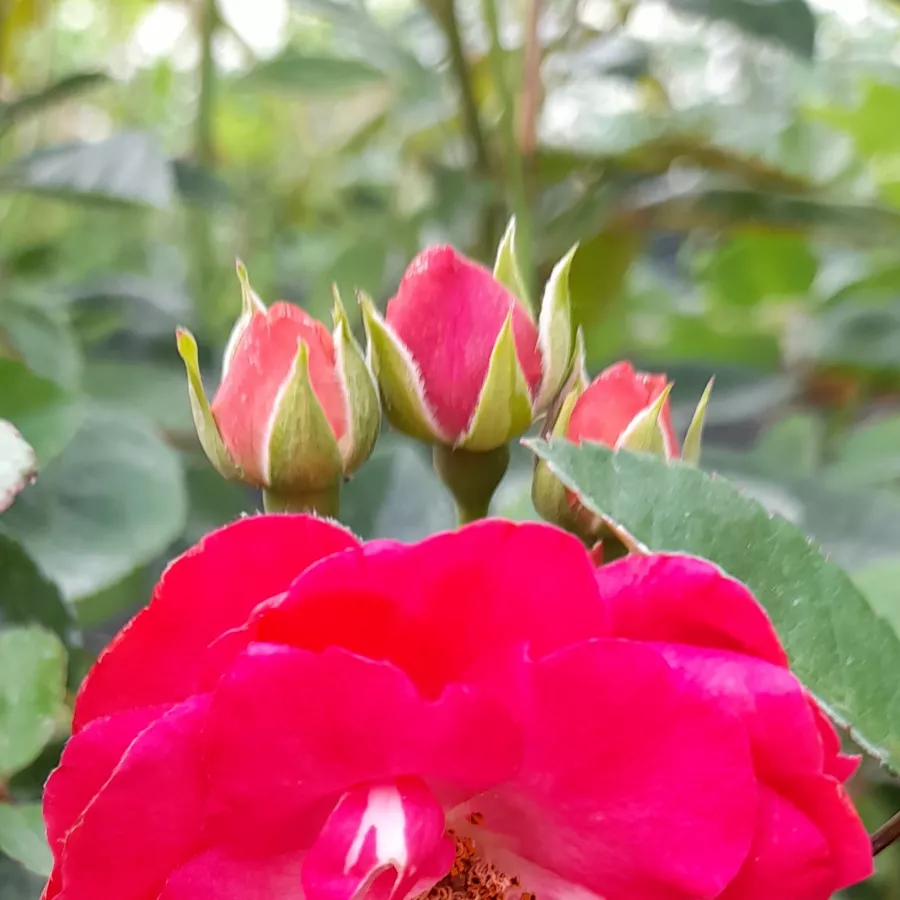 Zaokrąglony - Róża - Morsdag® - sadzonki róż sklep internetowy - online