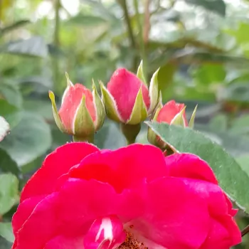 Rosa Morsdag® - vörös - virágágyi polianta rózsa