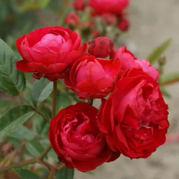 Rojo - rosales polyanta   (30-60 cm)