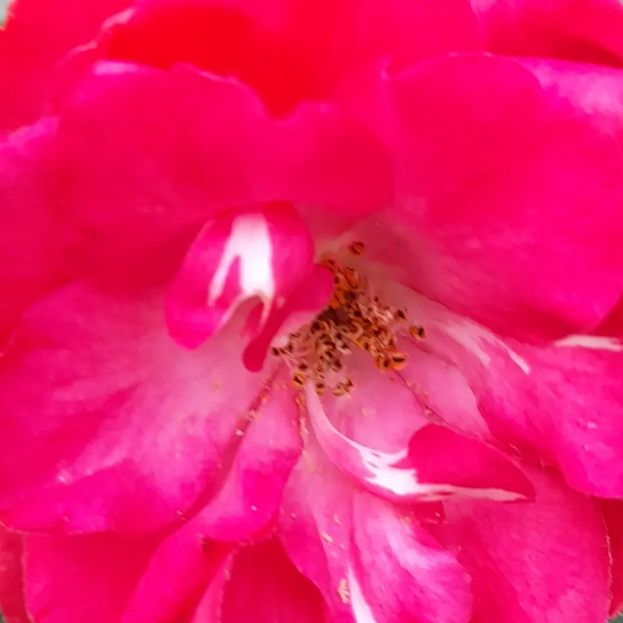 Gömbölyded - Rózsa - Morsdag® - online rózsa vásárlás