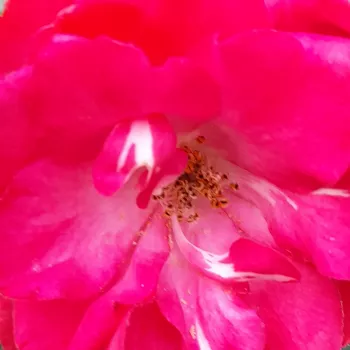 Online rózsa kertészet - vörös - virágágyi polianta rózsa - nem illatos rózsa - Morsdag® - (30-60 cm)