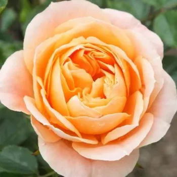 Online rózsa kertészet - narancssárga - törpe - mini rózsa - Sweet Dream® - közepesen illatos rózsa - kajszibarack aromájú - (40-50 cm)
