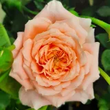 Törpe - mini rózsa - narancssárga - közepesen illatos rózsa - kajszibarack aromájú - Rosa Sweet Dream® - Online rózsa rendelés