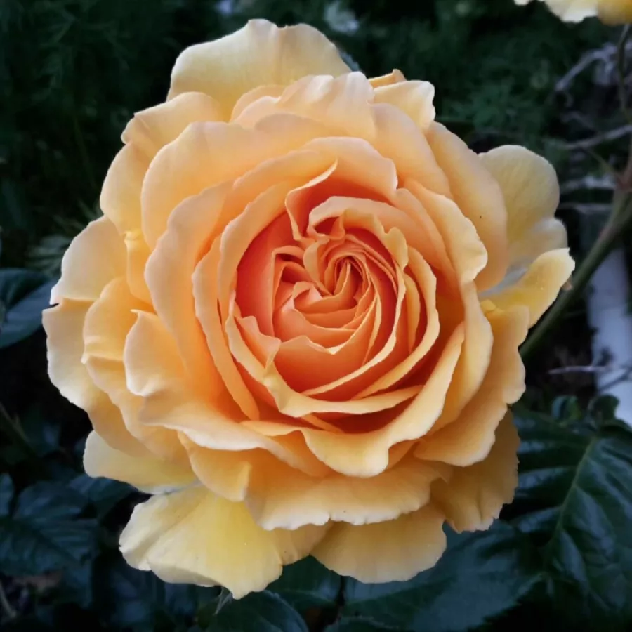Naranja - Rosa - Sweet Dream® - Comprar rosales online