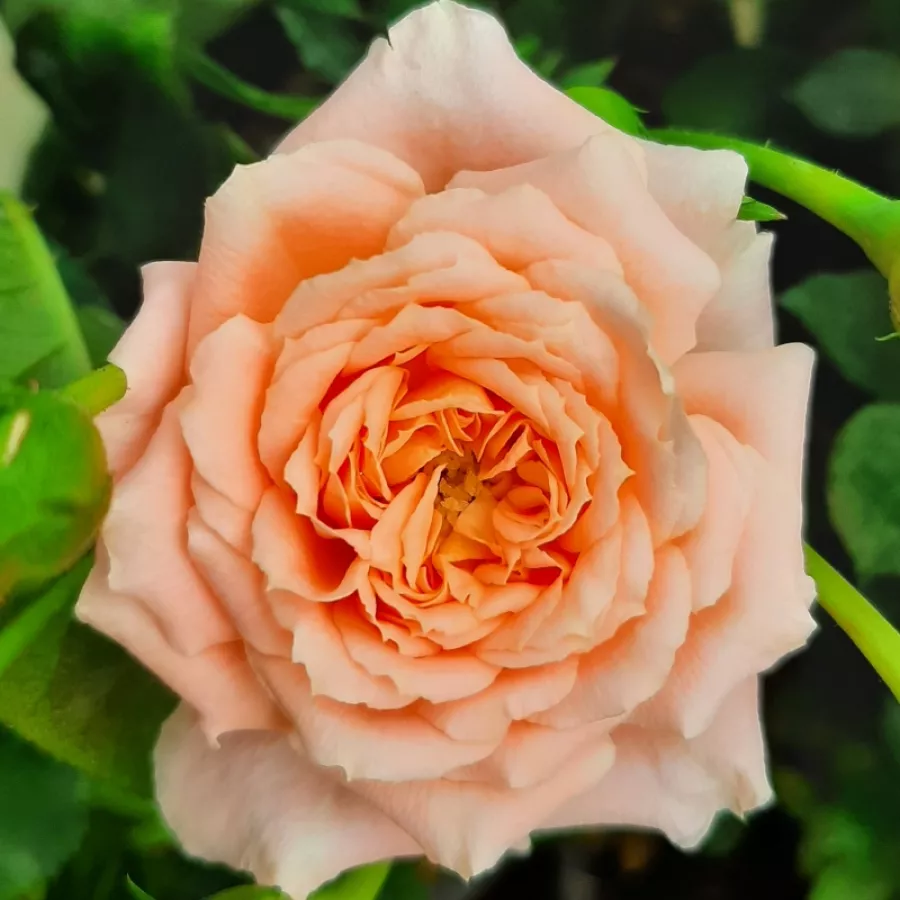 Naranja - Rosa - Sweet Dream® - rosal de pie alto