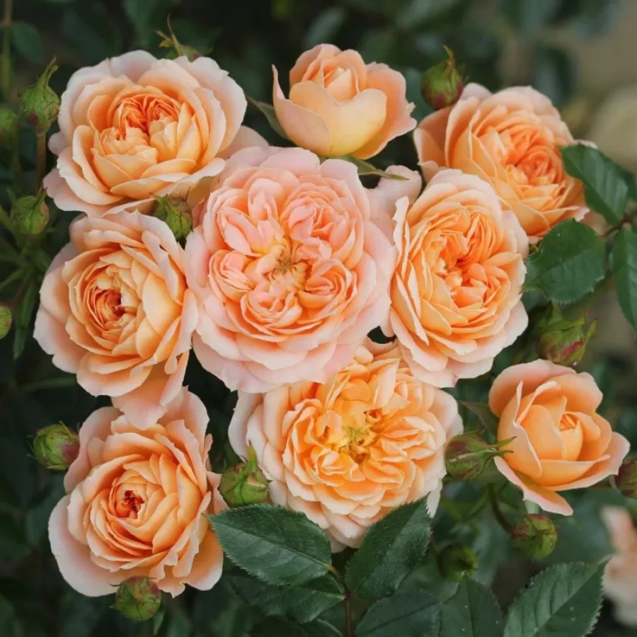 120-150 cm - Rosa - Sweet Dream® - rosal de pie alto