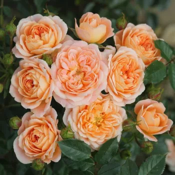 Világos narancssárga - as - közepesen illatos rózsa - kajszibarack aromájú