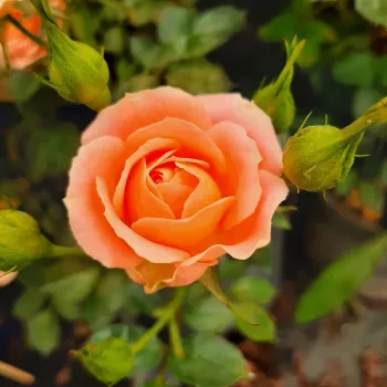 Rosa Sweet Dream® - narančasta - patuljasta - mini ruža