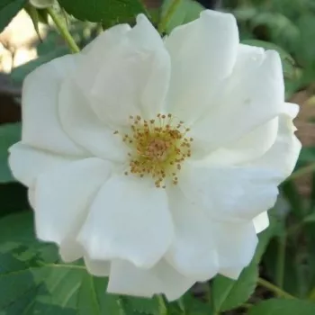 Online rózsa kertészet - fehér - virágágyi floribunda rózsa - White Diamond® - diszkrét illatú rózsa - -- - (60-90 cm)