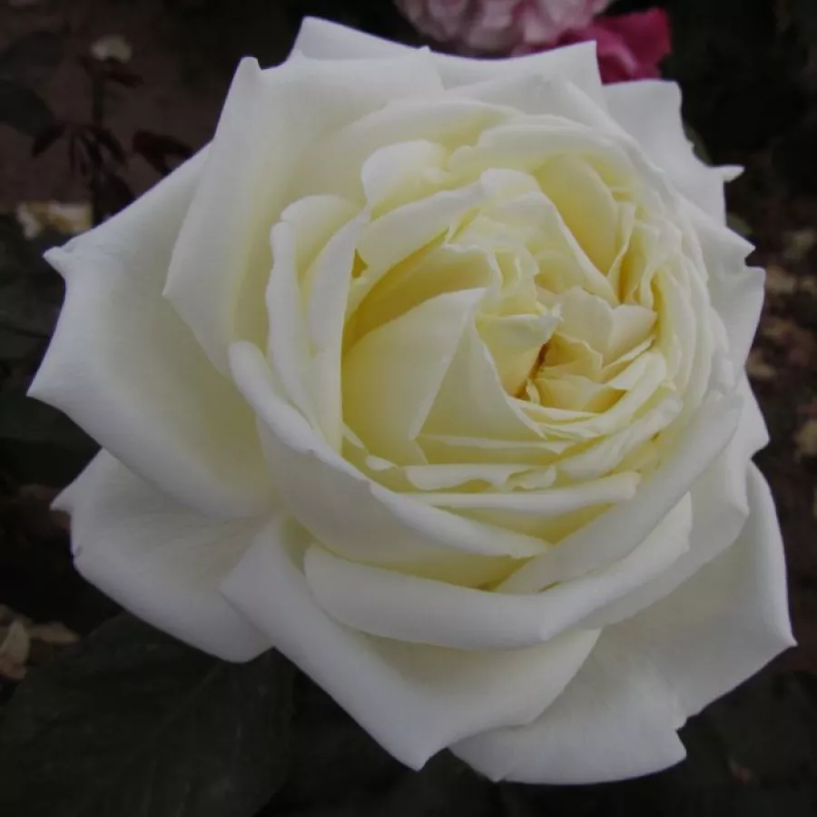 Blanco - Rosa - White Diamond® - rosal de pie alto