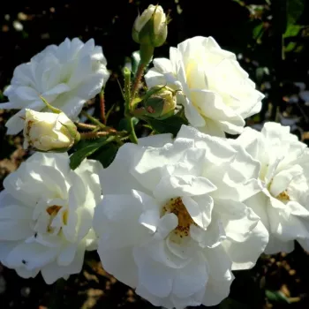 Rosa White Diamond® - fehér - virágágyi floribunda rózsa
