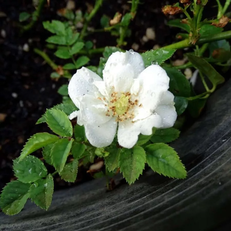 Virágágyi floribunda rózsa - Rózsa - White Diamond® - kertészeti webáruház