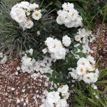 Fehér - virágágyi floribunda rózsa - diszkrét illatú rózsa - -