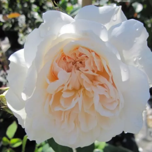 Colonial White®