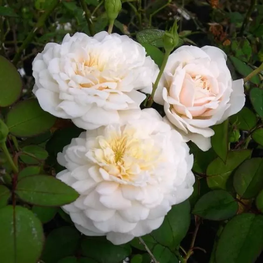 Diszkrét illatú rózsa - Rózsa - Colonial White® - kertészeti webáruház