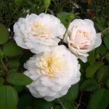 Fehér - climber, futó rózsa - diszkrét illatú rózsa - kajszibarack aromájú - Rosa Colonial White® - Online rózsa rendelés