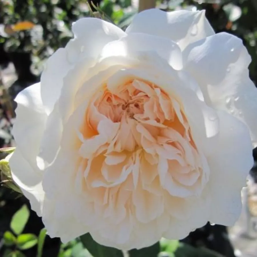 Climber, vrtnica vzpenjalka - Roza - Colonial White® - vrtnice - proizvodnja in spletna prodaja sadik