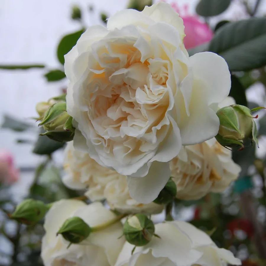 Rozetkowy - Róża - Colonial White® - sadzonki róż sklep internetowy - online