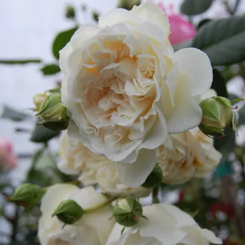 Rosa Colonial White® - fehér - climber, futó rózsa