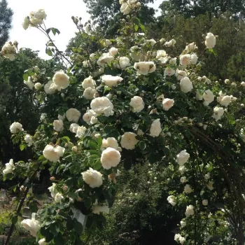 Weiß - climber, kletterrose - rose mit diskretem duft - aprikosenaroma