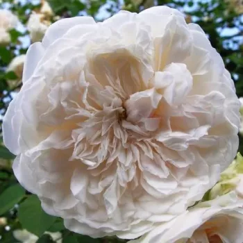 Spletna trgovina vrtnic - bela - climber, vrtnica vzpenjalka - diskreten vonj vrtnice - aroma marelice - Colonial White® - (250-400 cm)