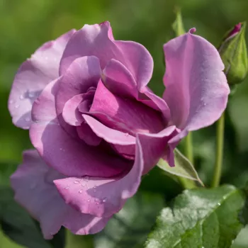 BLUEBERRY HILL® – levendula virágágyi floribunda rózsa - Carruth