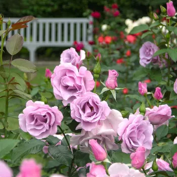 Tiszta, középtónusú levendula -lila, finom rózsás árnyalattal. - virágágyi floribunda rózsa - közepes erősségű, jól érezhető illatú rózsa - friss, almás-rózsás aromájú