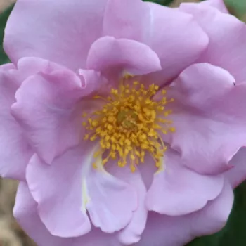 Online rózsa vásárlás - levendula - közepes erősségű, jól érezhető illatú rózsa - Blueberry Hill® - virágágyi floribunda rózsa - (95-130 cm)