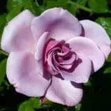 Beetrose grandiflora – floribundarose - rose mit diskretem duft - mangoaroma - rosen onlineversand - Rosa Blueberry Hill® - violett