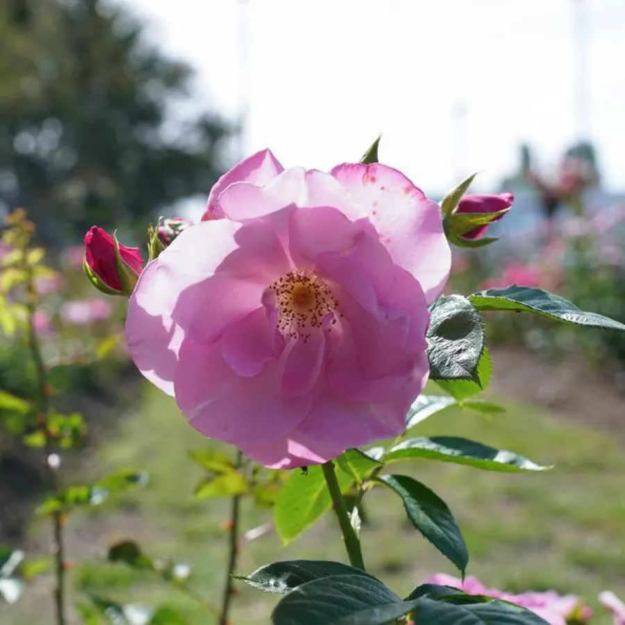 Vrtnica grandiflora - floribunda za cvetlično gredo - Roza - Blueberry Hill® - vrtnice online