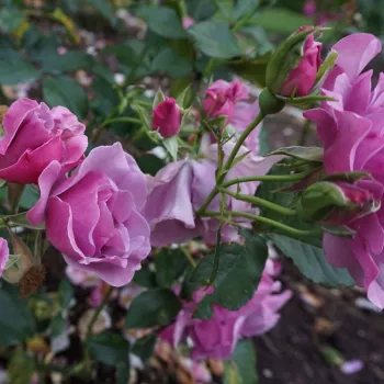 Rosa Blueberry Hill® - vijolična - vrtnica grandiflora - floribunda za cvetlično gredo