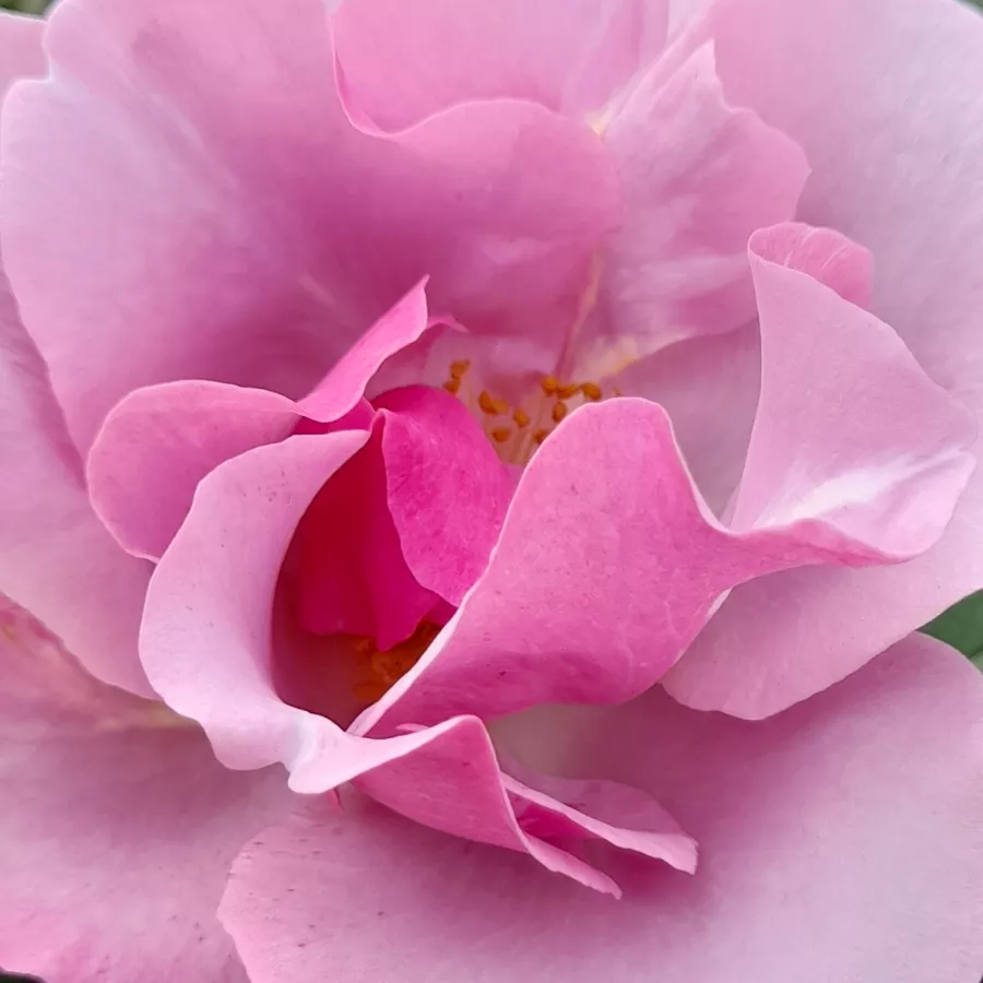 Csésze - Rózsa - Blueberry Hill® - online rózsa vásárlás