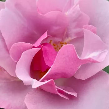 Spletna trgovina vrtnic - vrtnica grandiflora - floribunda za cvetlično gredo - diskreten vonj vrtnice - aroma manga - Blueberry Hill® - vijolična - (90-120 cm)