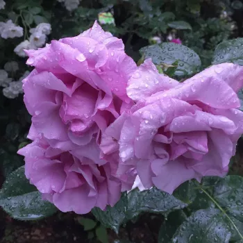 A virág alapszíne telt, hűvös tónusú mély lila, finom bíbor felhanggal. - virágágyi floribunda rózsa - nagyon erős, intenzív és hosszan tartó illatú rózsa - klasszikus, rózsás karakterű