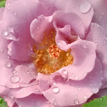 Rózsák webáruháza. - lila - nagyon erős, intenzív és hosszan tartó illatú rózsa - Dioressence® - virágágyi floribunda rózsa - (75-95 cm)