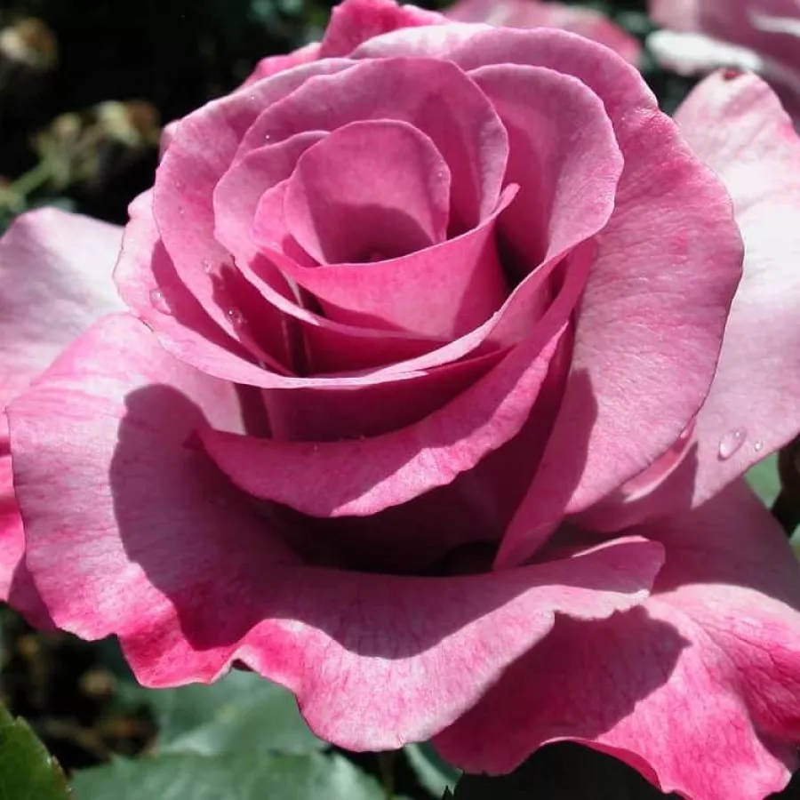 Vijolična - Roza - Dioressence® - vrtnice - proizvodnja in spletna prodaja sadik