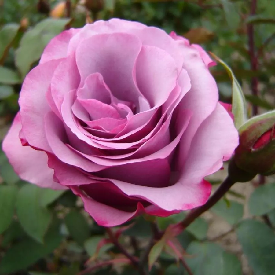 Vrtnica floribunda za cvetlično gredo - Roza - Dioressence® - vrtnice online