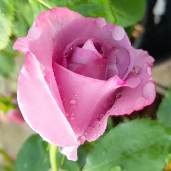 Rosa Dioressence® - ljubičasta - ruža floribunda za gredice